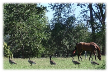 turnout pasture with Harley and geese