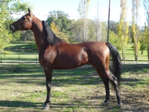 Versaces Vision Arabian Stallion